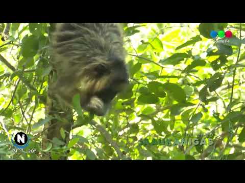 Jaaukanigás: el lugar mejor conservado de la cuenca del Paraná
