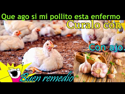 , title : 'Que hacer cuando tú pollito está triste o enfermo🐤🌠'