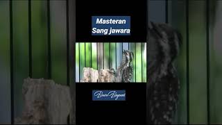 Download lagu Masteran Pelatuk sampit beras paling Joss‼ mp3