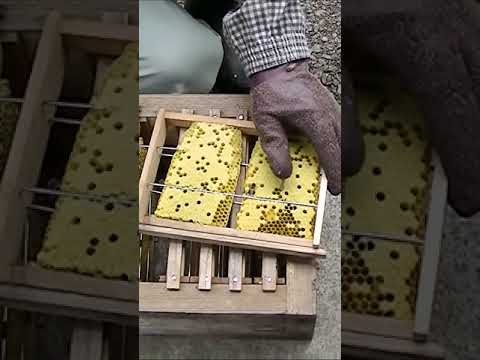 一年中野生のミツバチがいる 自然と動物