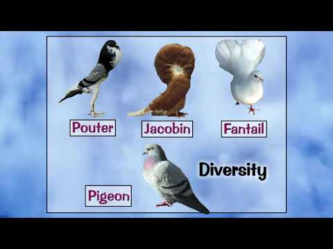 DSA April 17 - Chris Ashcraft: Evolution - What Darwin Didn't Know