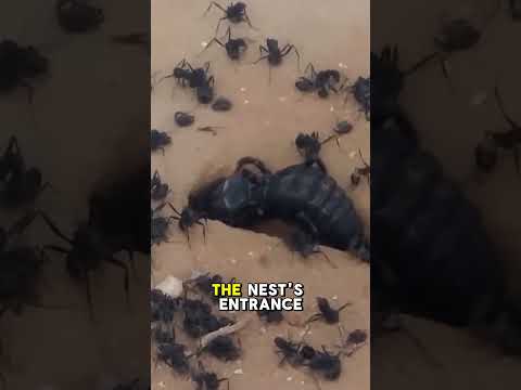 Ant Army Fights to the Last Against Giant Spider#shorts #animals #wildlife #fyp