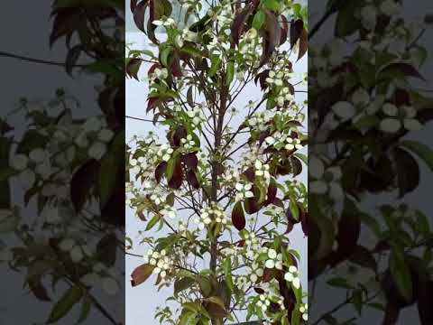 園芸 低木キジムシロ