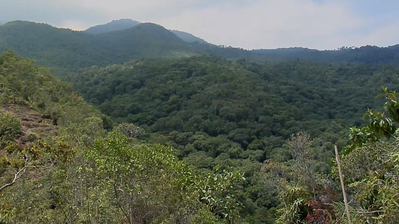 14 ABRIL   CAP 2   ECOQUIN FLORA Y FAUNA   PANCE   VALLE DEL CAUCA