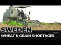 Protecting Wheat By Breeding More Resilient Crops