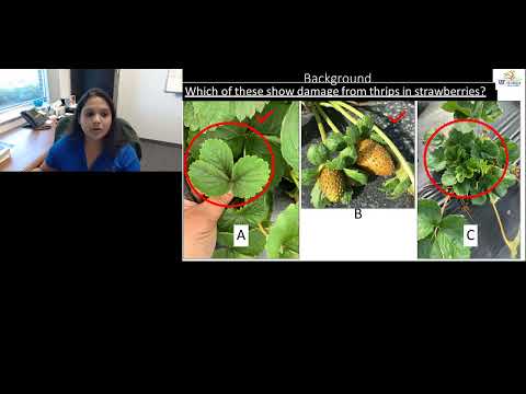 '21 SIM LIVE of Biological Control of Thrips 1