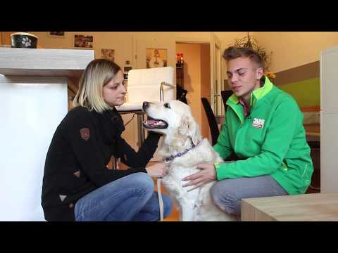 So gewöhnt man dem Hund das Betteln ab