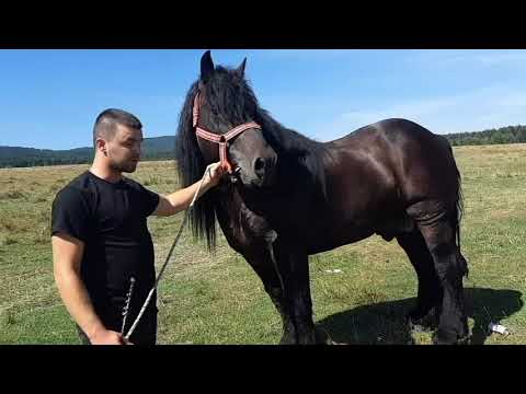 The stallion Mr. Izopan Ionut from Bistrita - At the horse fair in Solca