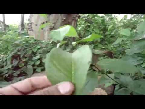 Filotaxia das folhas