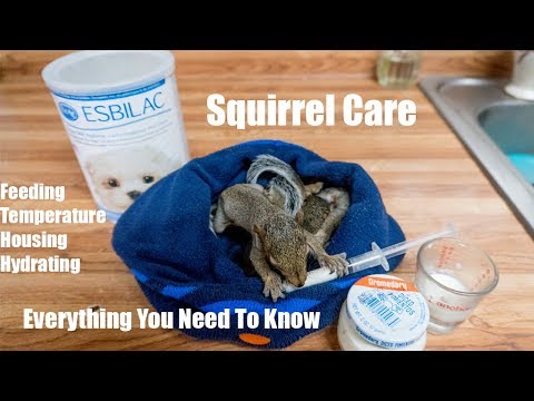 YouTube video about: How much can a squirrel lift?