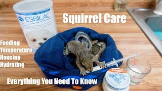 How to Take Care of a Baby Squirrel - Everything You Need to Know