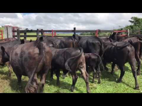 EN VENTA LOTE DE GANADO BRANGUS PURO