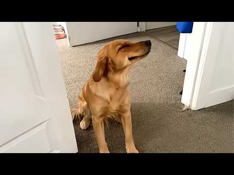 The FUNNIEST Dogs Around the World! 😂 Funny Dog Videos 2026