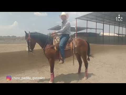 C17P3 EL CAMINO AL FUTURITY VIP - Juan Manuel "Chino" Padilla