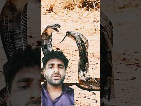 Clash of Giants Python Faces the KingCobra#shorts #kingcobra #animals#kingsnake#meerkat