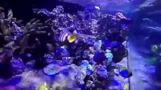 over 110 reef fish feeding time in a 10 foot long tank