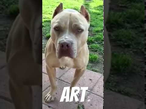 Art, an adopted American Staffordshire Terrier & Pit Bull Terrier Mix in Pasadena, CA_image-1