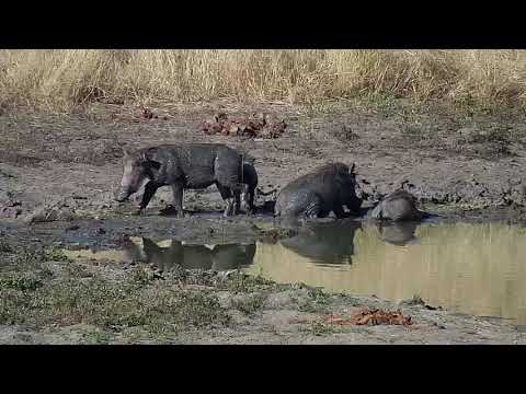 Djuma: Warthog family-two adults and two young ones - 15:33 - 04/13/19