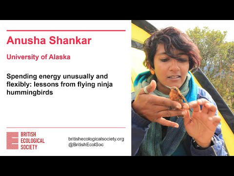 Ecology Live with Anusha Shankar - Spending energy unusually and flexibly