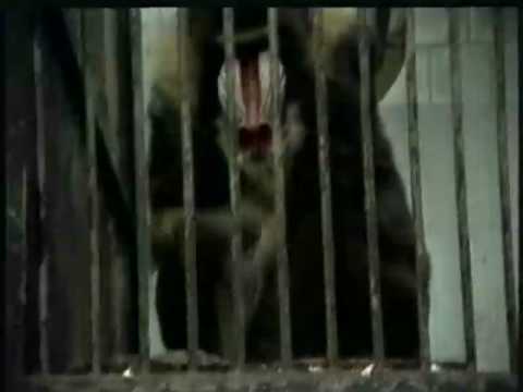 U Skripcu - Nove Godine - originalni spot iz 1983. godine