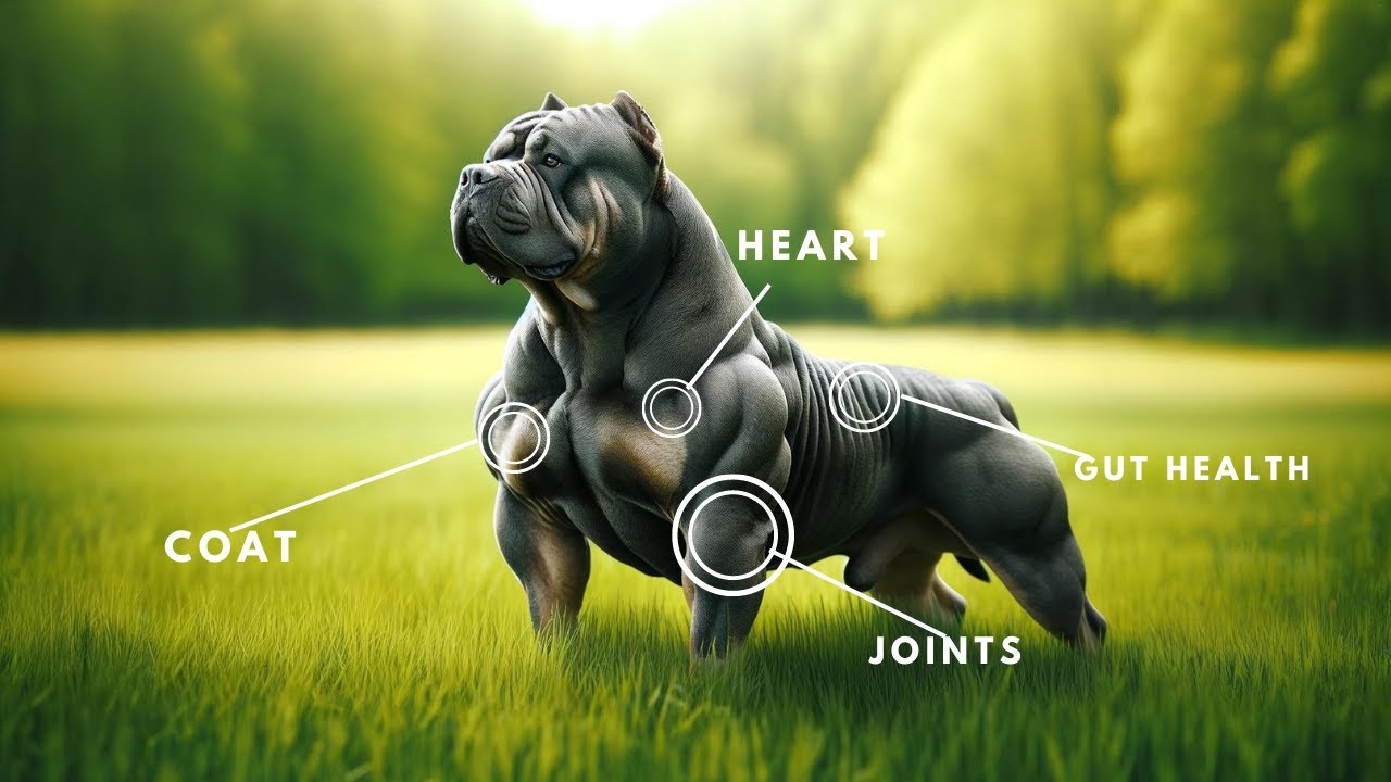 5 Best Dog Supplements For Large Breeds (2024)