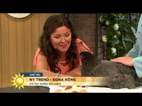 Nya trenden: Hönshållning - Nyhetsmorgon (TV4)