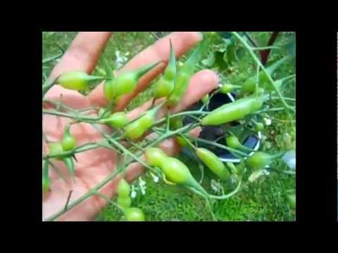 download lagu mp3 mp4 Radish Pods, download lagu Radish Pods gratis, unduh video klip Radish Pods