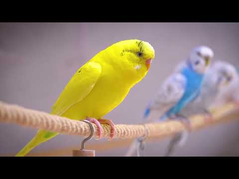 8 Hour of Happiest Sounds of Budgies living in the Garden