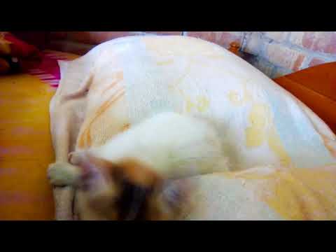 Monir & his little cat. Bangladesh.