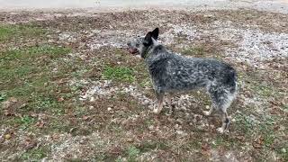 Video preview image #1 Mutt Puppy For Sale in Cookeville, TN, USA