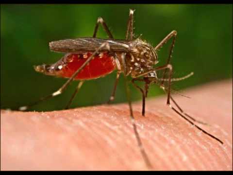 Bläck Rokit - Sääselaul