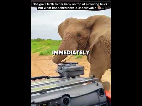 Mother Elephant Gave Birth Unable to Hold her till the Hospital🐘😭 #shorts #animals