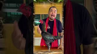 Download lagu Mango IQ Mr. Kowsem #hobiayam #ayam #ayamberkualitas #roosterfarm mp3