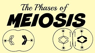 Phases of Meiosis (simulation)
