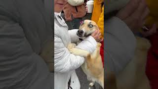 Video preview image #1 Mutt Puppy For Sale in Westwood, NJ, USA