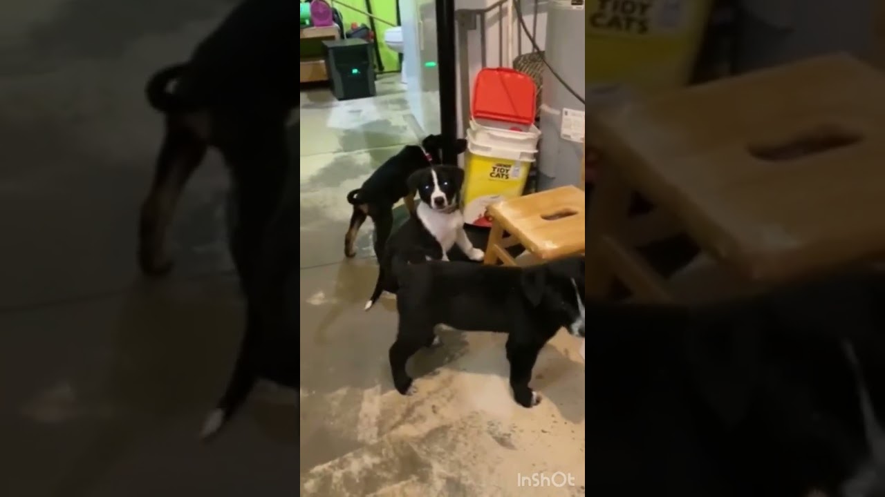 Enlarge Cupid (7wk PUPPY), an adopted mixed breed in Greeneville, TN video 2/5