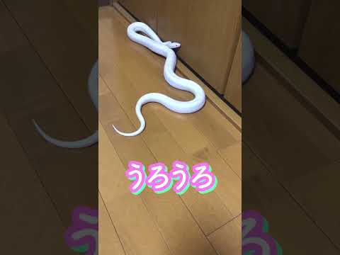 ヘビを遠ざけるにはどうすればいいですか？爬虫類から身を守るための 100% 天然のヒント  庭園