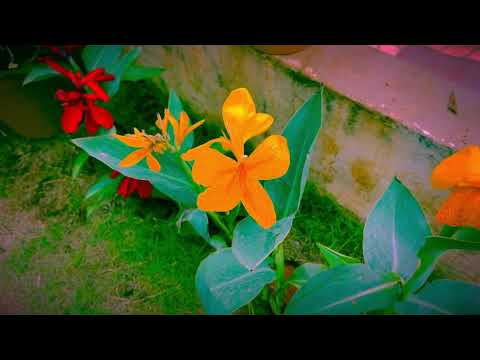 Jabeen Flowers 🌺 Garden