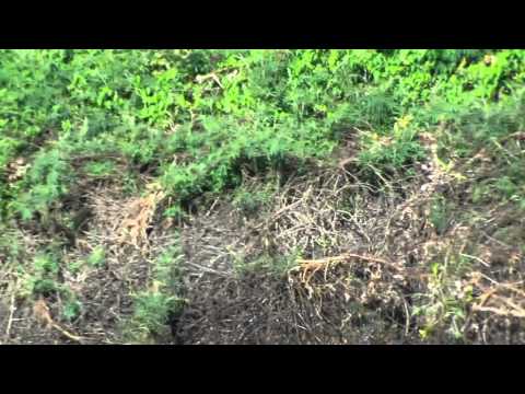 Ягуар се гмурка в река и захапва кайман 