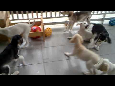 Basheer pupz at ROUGH PLAY! (Part 1)