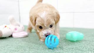 ハーフ犬の動画01