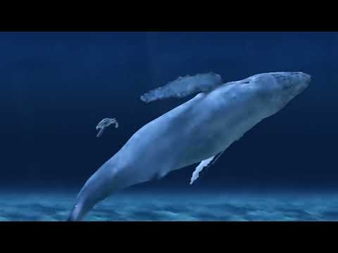 5 Hours of Deep Underwater Whale Sounds for Sleep and Relaxation   NO MUSIC   Ambient Sounds