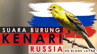Download lagu Suara Burung Kenari Rusia Paling LANGKA !!!! mp3