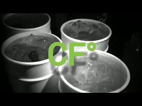 KUSHFACE X JUDGMENT G - WHITE CUP