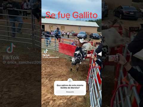 Cae uno de lo mejores jinetes del momento Gallito De Morelia!!! #jineteodetoro #jinetes #bullriding