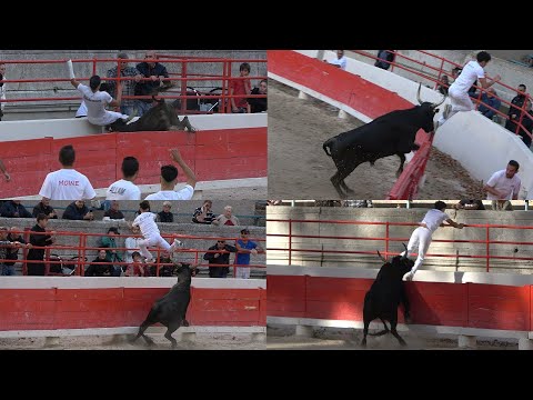 BEAUCAIRE-35e Souvenir F. Guillierme-Course Camarguaise-Avenir-29/09/2024