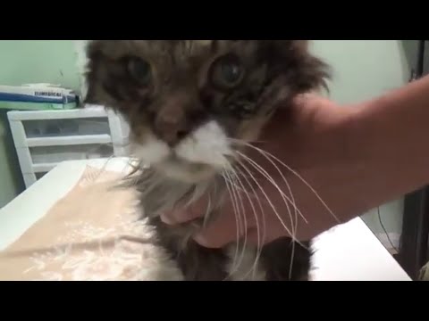 22 Year Old Cat Euthanasia