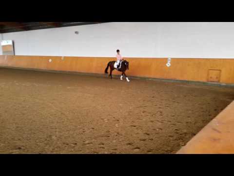 Stute v. Fürst Romancier(2)