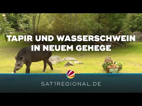 Tierpark Hagenbeck: Tapir und Wasserschwein erkunden neues Gehege