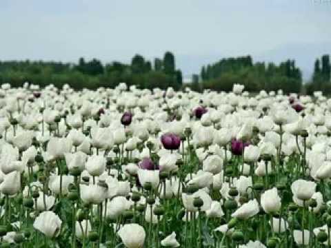 dolandımda geldim EMİRDAĞINA